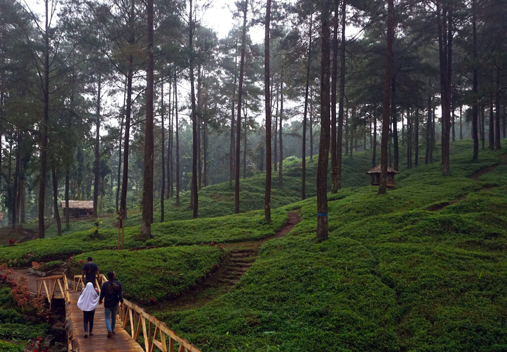 Hutan Wisata Limpakuwus