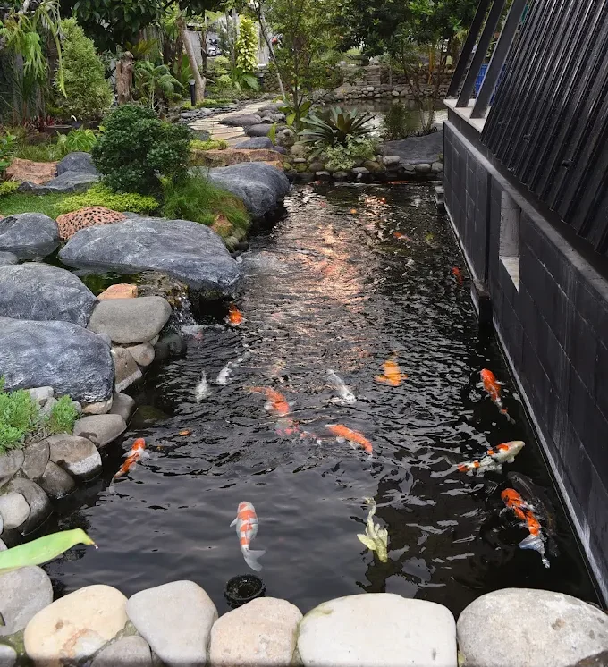 Kolam Koi Azzura House Baturraden