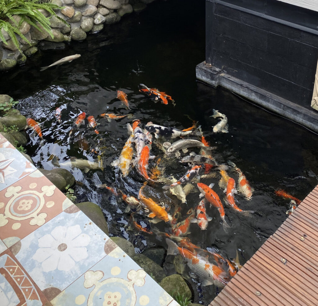 Kolam Koi Azzura House Baturraden