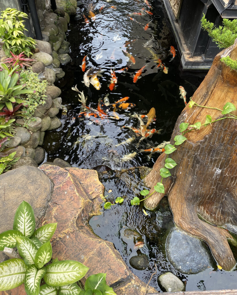 Kolam Koi Azzura House Baturraden